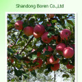 2015 nova colheita da maçã real fresca da gala de China